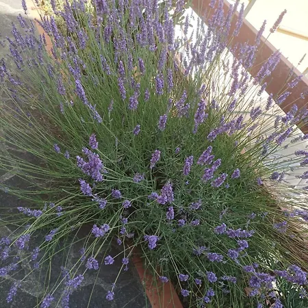 Casa Lavanda A Vakantiehuis *